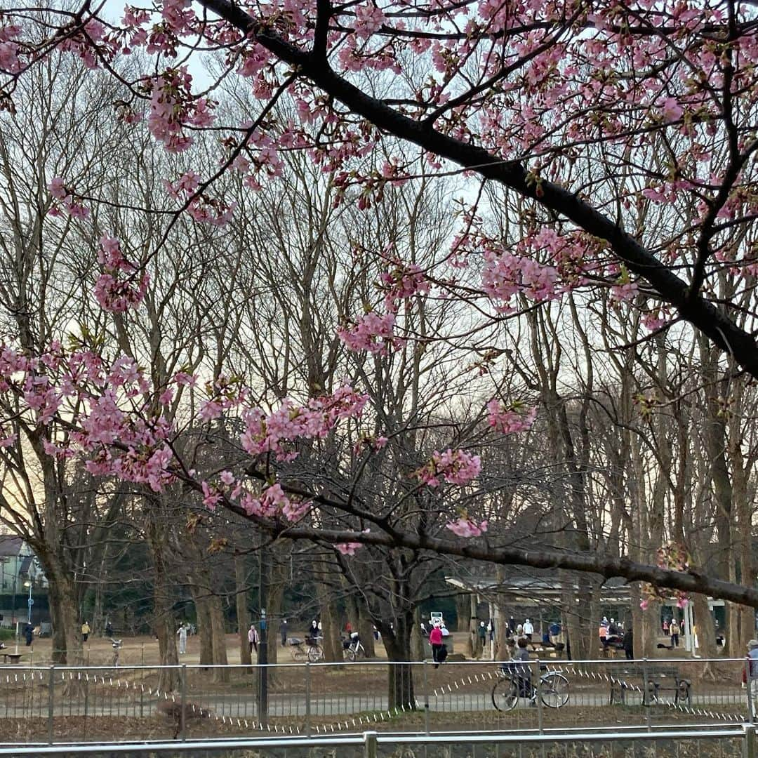 シモネのインスタグラム：「#春よ来い  #vemprimavera  🌸🌸🌸🌸🌸🌸🌸」