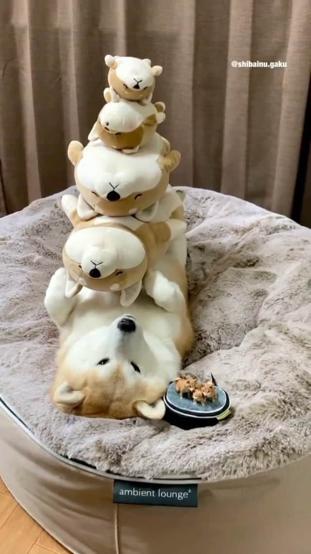 DogsOf Instagramのインスタグラム：「“Life is all about finding that balance” — @shibainu.gaku   #dogsofinstagram #balancingdogs #shibasofinstagram #shibainustagram」