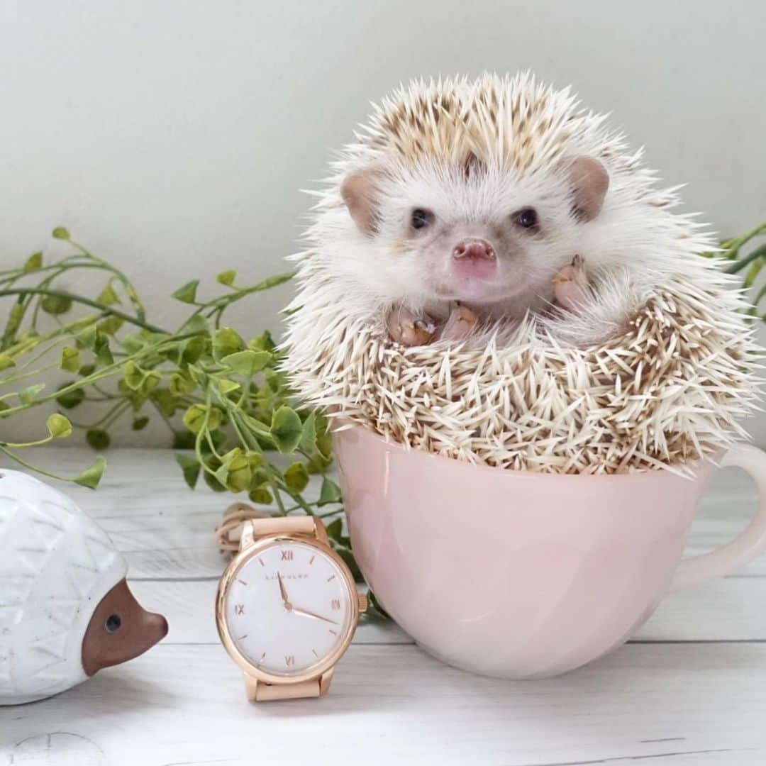 ラド&ティンクさんのインスタグラム写真 - (ラド&ティンクInstagram)「* ☕️🦔⌚︎  model ： Mia  今日も東京はコートが要らない陽気✨✨ また寒くなるみたいだけど、春はもう近くに来てるよね🌸  ﻿ ハワイ発のブランド『リアクレア』 @liakulea_japan ﻿ シェルの文字盤の「Luana」というシリーズ✨✨﻿ ﻿ 天然シェルの文字盤は光の反射によって色が変化して見え、キラリと上品に耀いて、これからの季節にぴったり♬﻿ ﻿ 10%OFFクーポンコード 「radotbi45」 ﻿（本日より1年間有効）  ﻿ #ミア #はりねずみのミア #はりねずみ #ハリネズミ #針鼠 #igersjp #pecotv #hedgehog #hedgie #リアクレア #時計 #腕時計 #liakulea #手元倶楽部 #ファイヤーキング」2月22日 9時10分 - rado_pompon