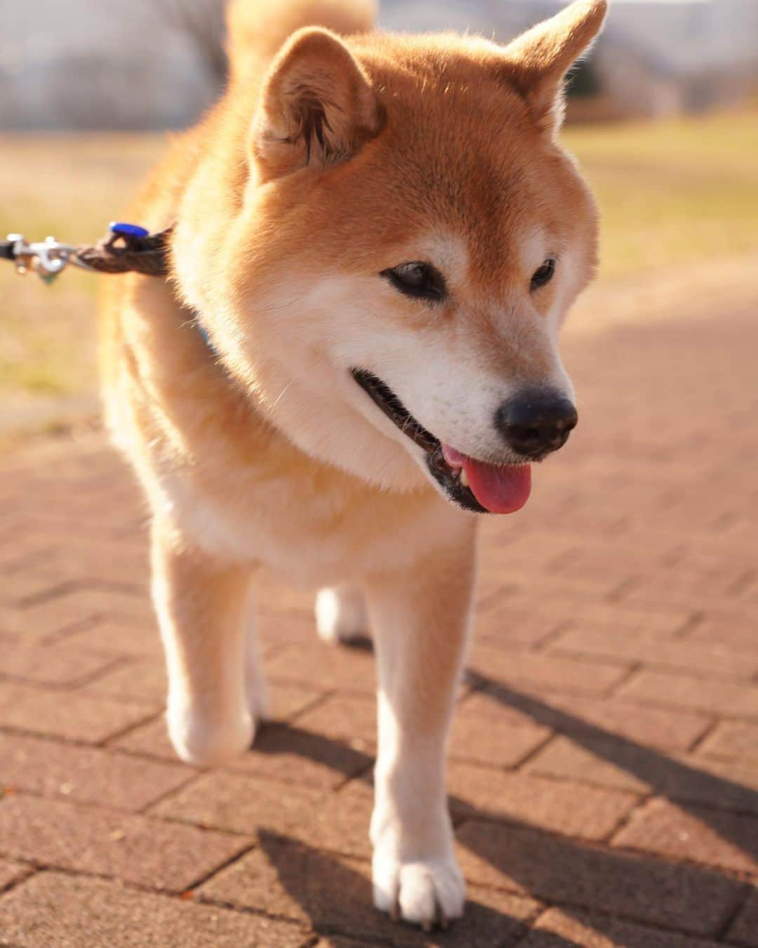 まる（まるたろう）さんのインスタグラム写真 - (まる（まるたろう）Instagram)「Good morning!✨🐶✨お散歩行ってきたよ〜 #今日は暖かいね #むしろ暑いくらい  #でも明日は寒いらしいよ #体調管理に気をつけてね #今日は2月22で猫の日なんだって #見かけたらなでなでしてあげよっと☺️ #月曜日は笑顔で頑張る日」2月22日 9時11分 - marutaro