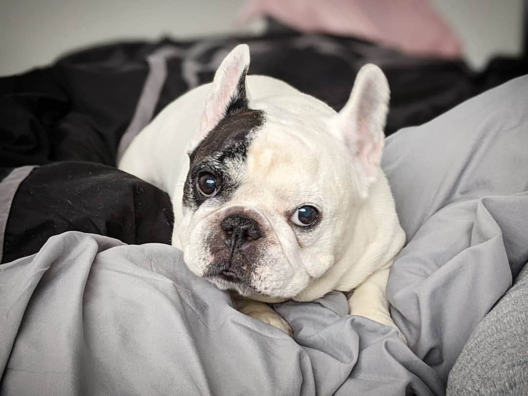 Manny The Frenchieのインスタグラム：「Been in bed all day and no plans on getting out tomorrow either 😉」