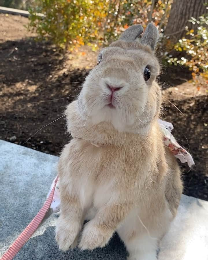 うー & なー ❤️ウチムラのインスタグラム：「* わが家の内弁慶ちゃん🎀 お外に出ると、私に助けを求め抱っこして〜と 私が近づくとすぐに立って、 くっついてこようとします🌸  昨日はお散歩に行ったはいいけど 日曜でとっても混んでいてすぐ帰ってきました👒」