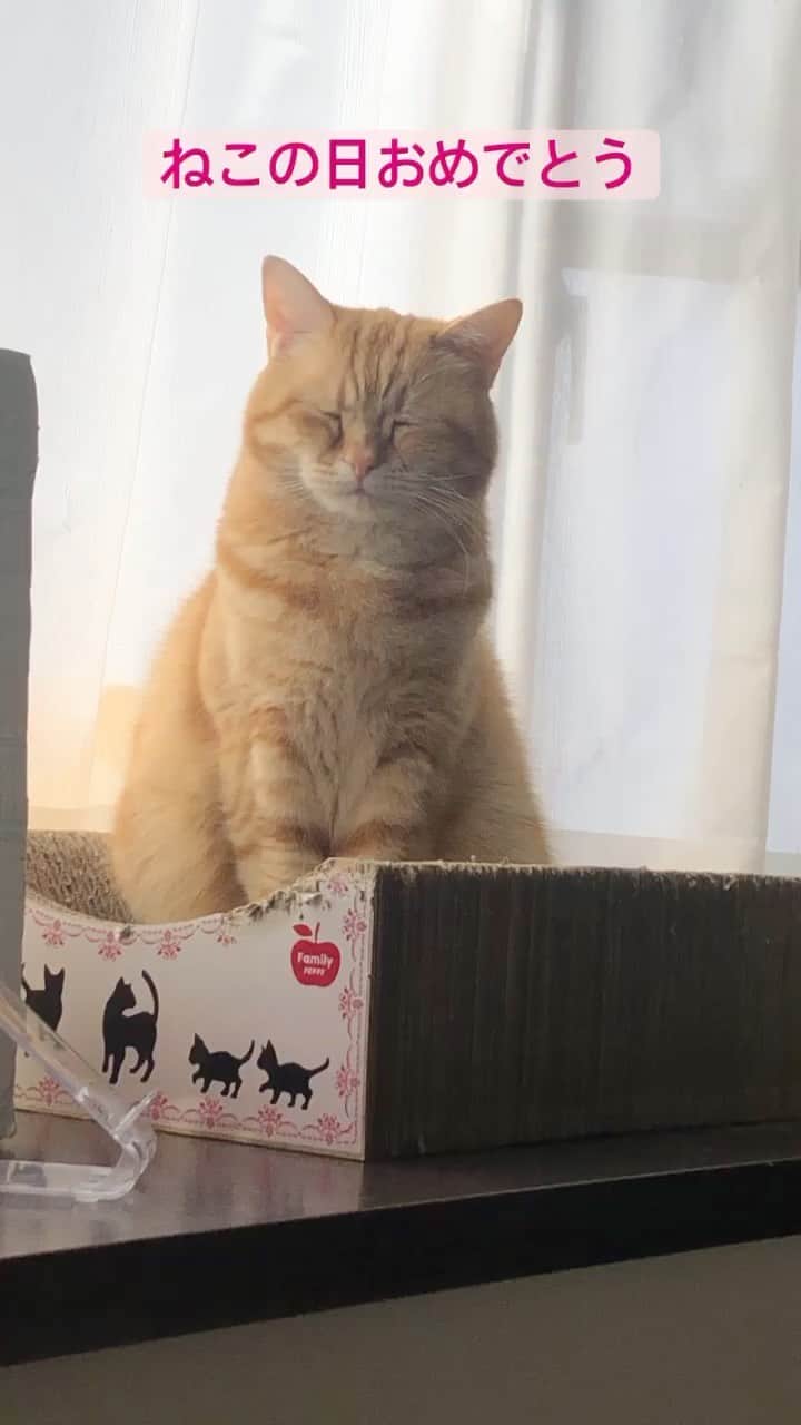 コテツのインスタグラム：「2021/2/22 愛おしいおじいちゃん❤︎ みんにゃずっと穏やかに過ごせますように 猫の日おめでとう🎉」