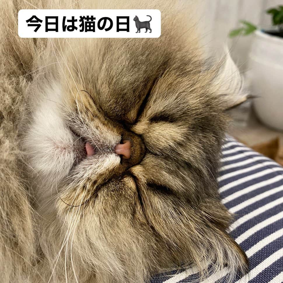 ミッシュのインスタグラム：「今日は美味しいもの食べられるかなぁ💭  #mau #いい夢みてるかな  #2月22日  #猫の日  #舌チロ #爆睡猫   #misch1207s #ミッシュ #弟分  #ブサ可愛 #鼻ぺちゃ #ロン毛  #エキゾチックロングヘア  #ペルシャ #ねこ#猫#cat #ねこすたぐらむ #neko #猫部 #ねこ部 #にゃんだふるらいふ #猫莫迦 #catstagram  #Exoticlonghair  #persian #exotic #catsofinstagram」