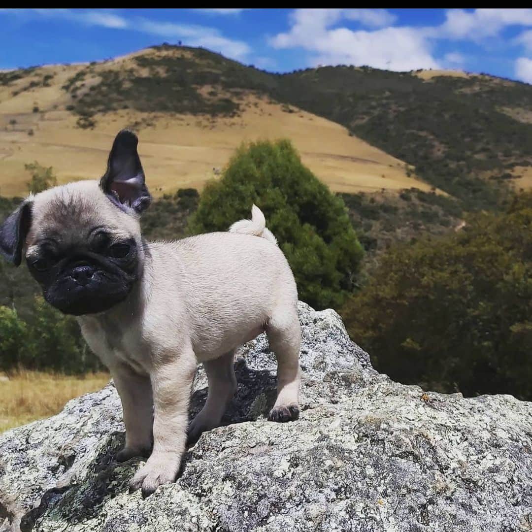 のインスタグラム：「PPE- Pug Puppy Energy - Her ear and little baby pug bod! Please follow @lufcor ! #pug #pugsofinstagram」