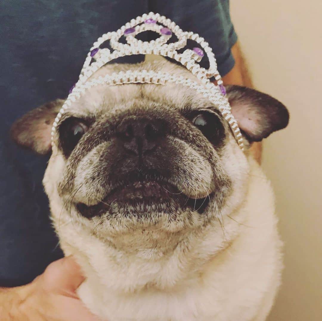 pugsofinstagramさんのインスタグラム写真 - (pugsofinstagramInstagram)「Please join me in sending love to @slugpug and her family who lost their beloved girl Boopers (Betty Boop) this week. RIP sweet girl. #pugsofinstagram #pug #seniorpugsofinstagram」2月22日 9時57分 - pugsofinstagram
