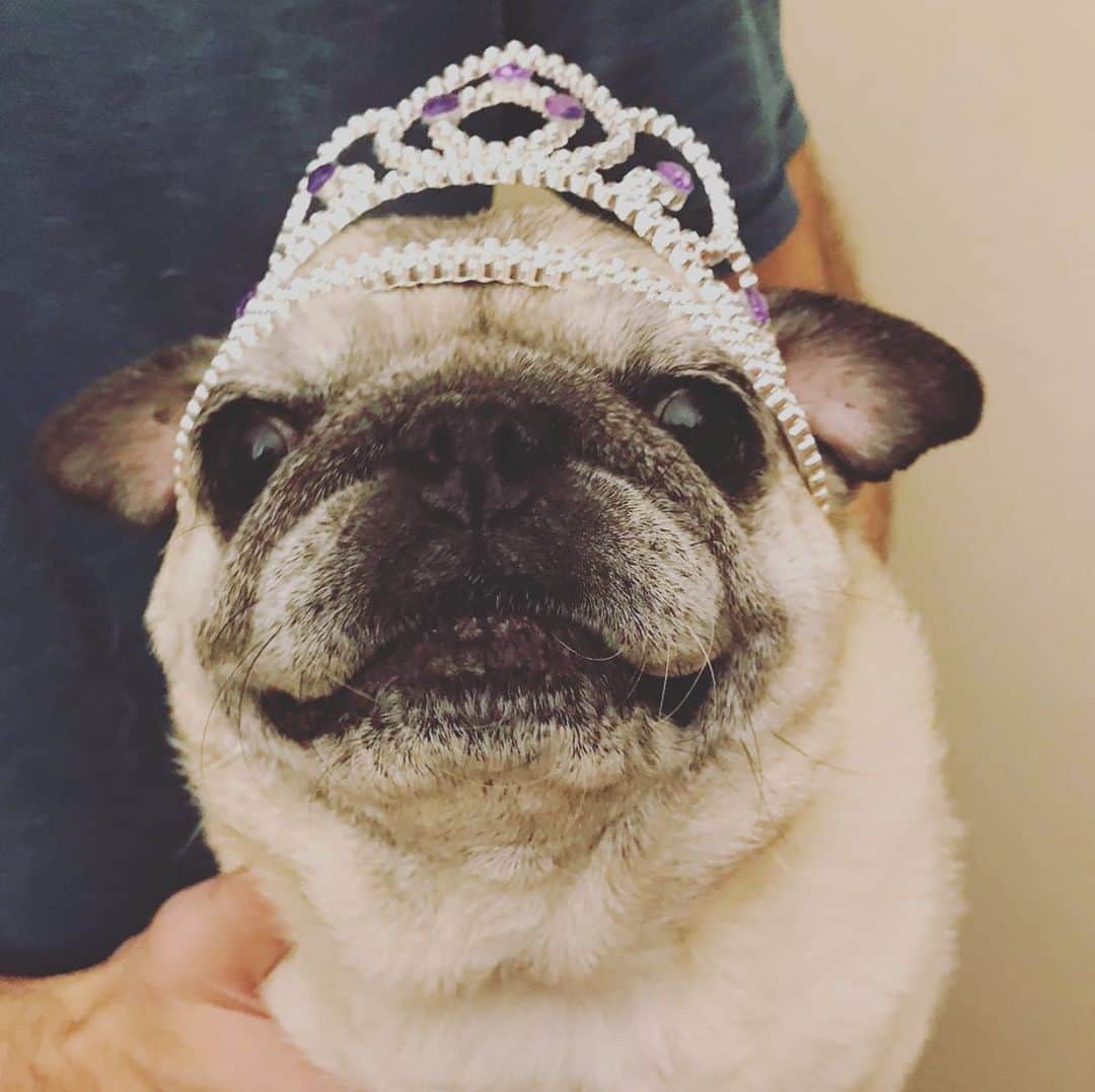 pugsofinstagramのインスタグラム：「Please join me in sending love to @slugpug and her family who lost their beloved girl Boopers (Betty Boop) this week. RIP sweet girl. #pugsofinstagram #pug #seniorpugsofinstagram」