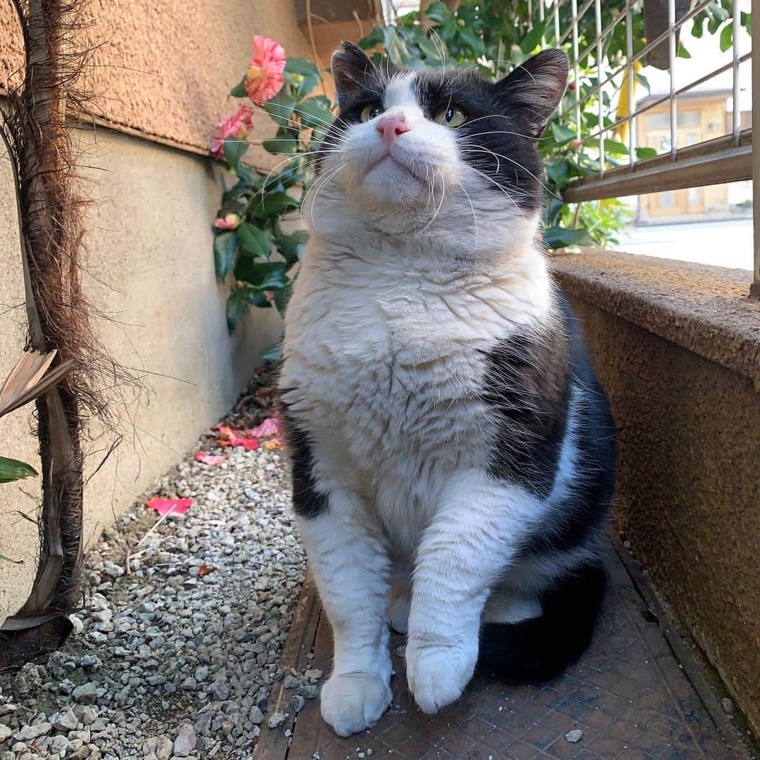 Kachimo Yoshimatsuさんのインスタグラム写真 - (Kachimo YoshimatsuInstagram)「おはようイカスミ！ Good Morning Ikasumi! 今日は2月22日。猫の日だってよ。 #うちの猫ら #猫 #イカスミ #ikasumi #猫の日 #ねこ #cat #ネコ #catstagram #ネコ部 http://kachimo.exblog.jp」2月22日 9時55分 - kachimo