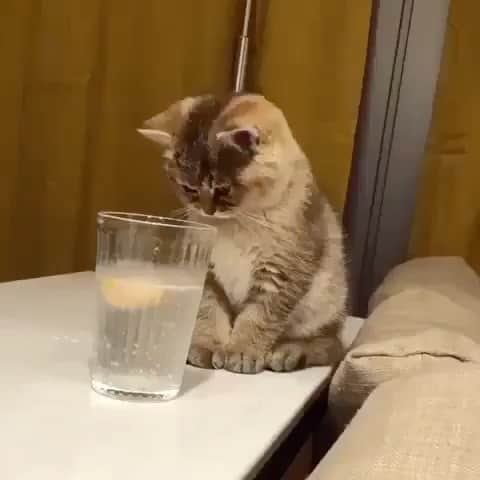 Cute Pets Dogs Catsのインスタグラム