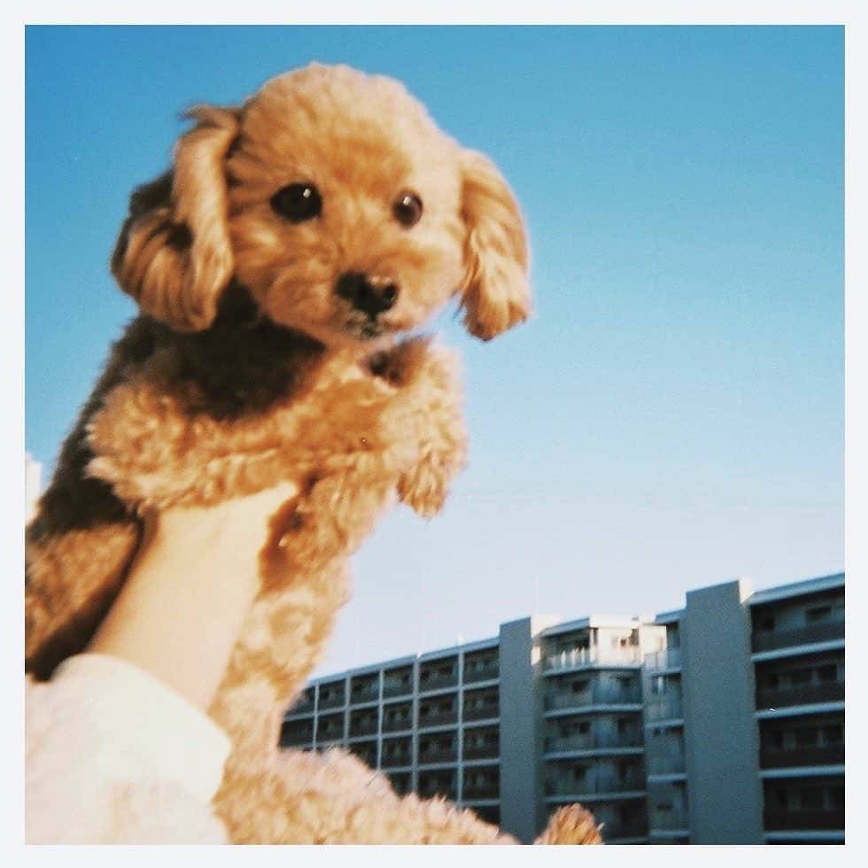 小林優希さんのインスタグラム写真 - (小林優希Instagram)「12年来のおともだち🐶✌🏻 #ゆーきフィルム📸」2月22日 20時45分 - yuki.1130