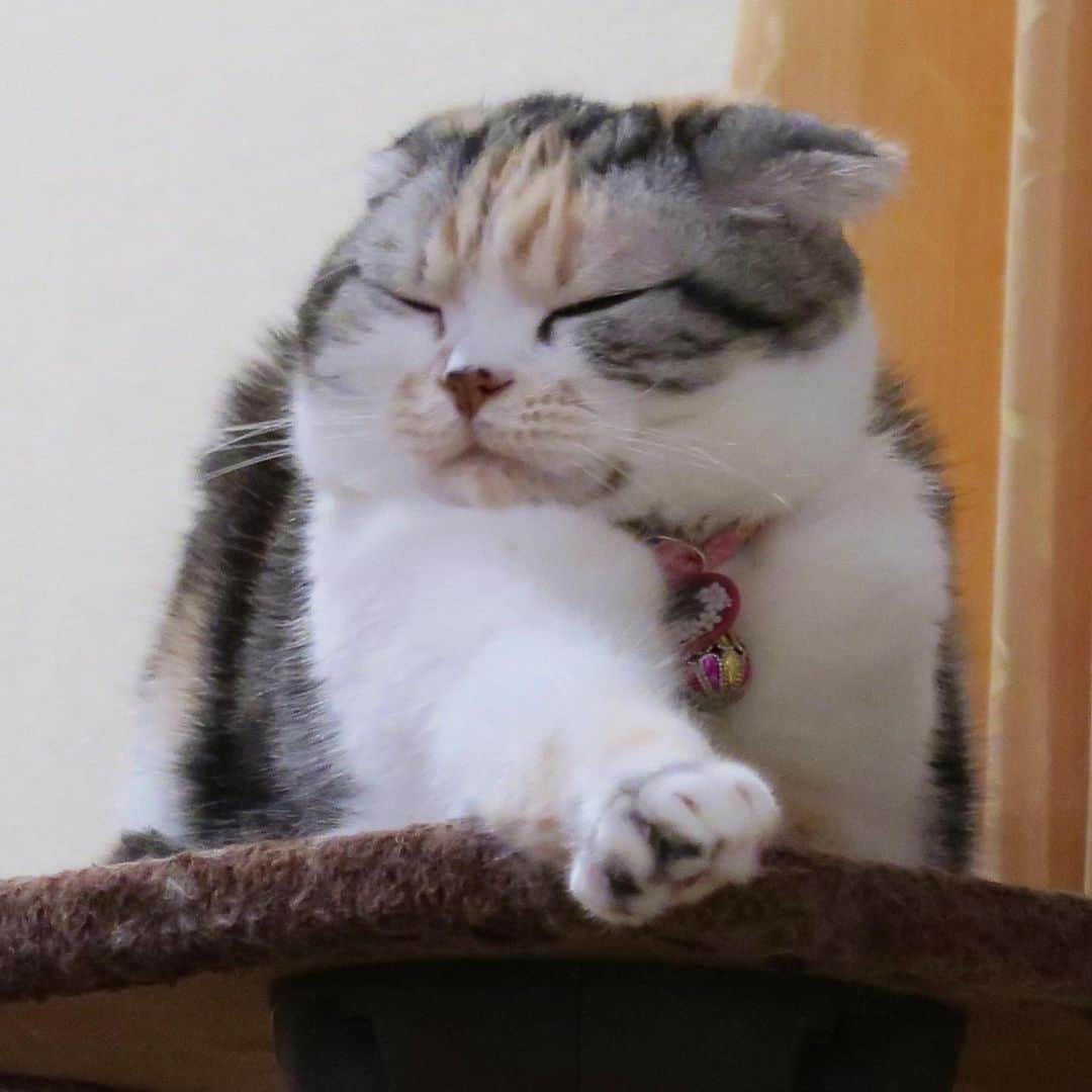 takegaeruさんのインスタグラム写真 - (takegaeruInstagram)「にゃんこの幸せそうな表情が大好物です😽❤️ #猫の日  #cat #猫 #ragdoll #ラグドール #ホワイトポッチーズ #よもねこ #よもぎねこ #キジトラ #きじとら  #scottishfold #猫 #スコティッシュフォールド #三毛スコ友の会」2月22日 20時46分 - takegaeru