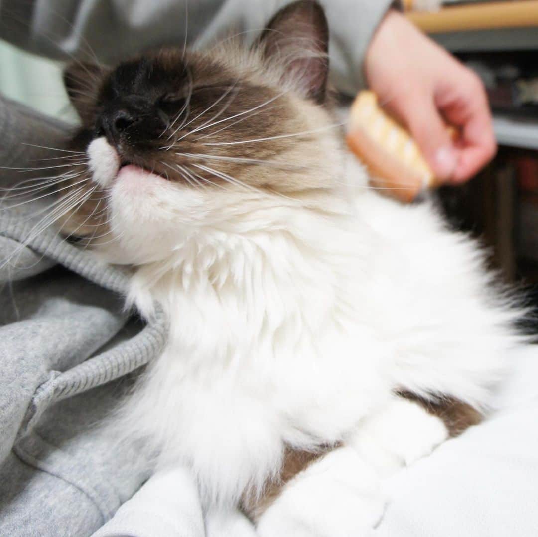 takegaeruのインスタグラム：「にゃんこの幸せそうな表情が大好物です😽❤️ #猫の日  #cat #猫 #ragdoll #ラグドール #ホワイトポッチーズ #よもねこ #よもぎねこ #キジトラ #きじとら  #scottishfold #猫 #スコティッシュフォールド #三毛スコ友の会」