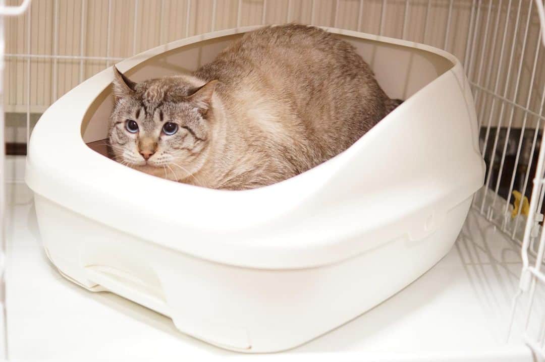 イチミ＆ポンズさんのインスタグラム写真 - (イチミ＆ポンズInstagram)「猫の日はカロくんの写真で。 とにかく猫が大好きで知らない猫にも優しくて一瞬で好きになる心の広い猫でした。」2月22日 20時46分 - shimejiwasabi