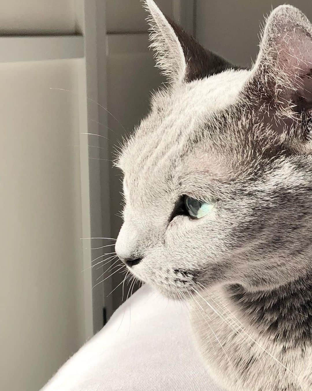 I love Russianblueのインスタグラム