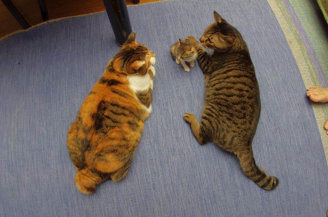 Kachimo Yoshimatsuのインスタグラム：「猫の日蔵出し写真 2011年ミルクさんとレオ爺の孫のようなカステラちゃん。 #うちの猫ら #猫 #milk #leo #castella #猫の日 #ねこ #cat #ネコ #catstagram #ネコ部 http://kachimo.exblog.jp」