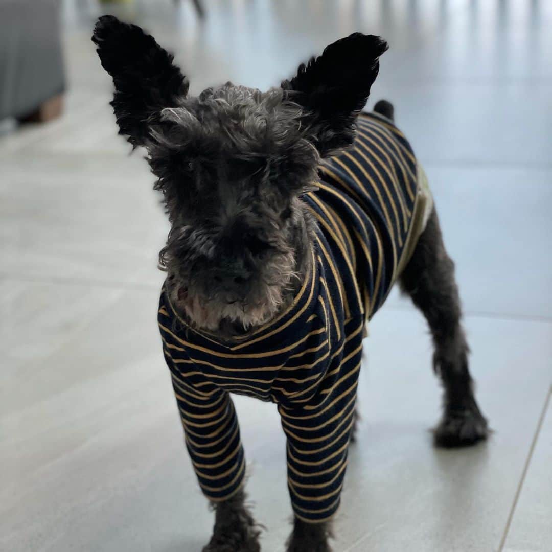 河野ひかるのインスタグラム：「おじいちゃんになってきたなぁ🐕 #ミニチュアシュナウザー  #シュナウザー #シュナ #12歳」