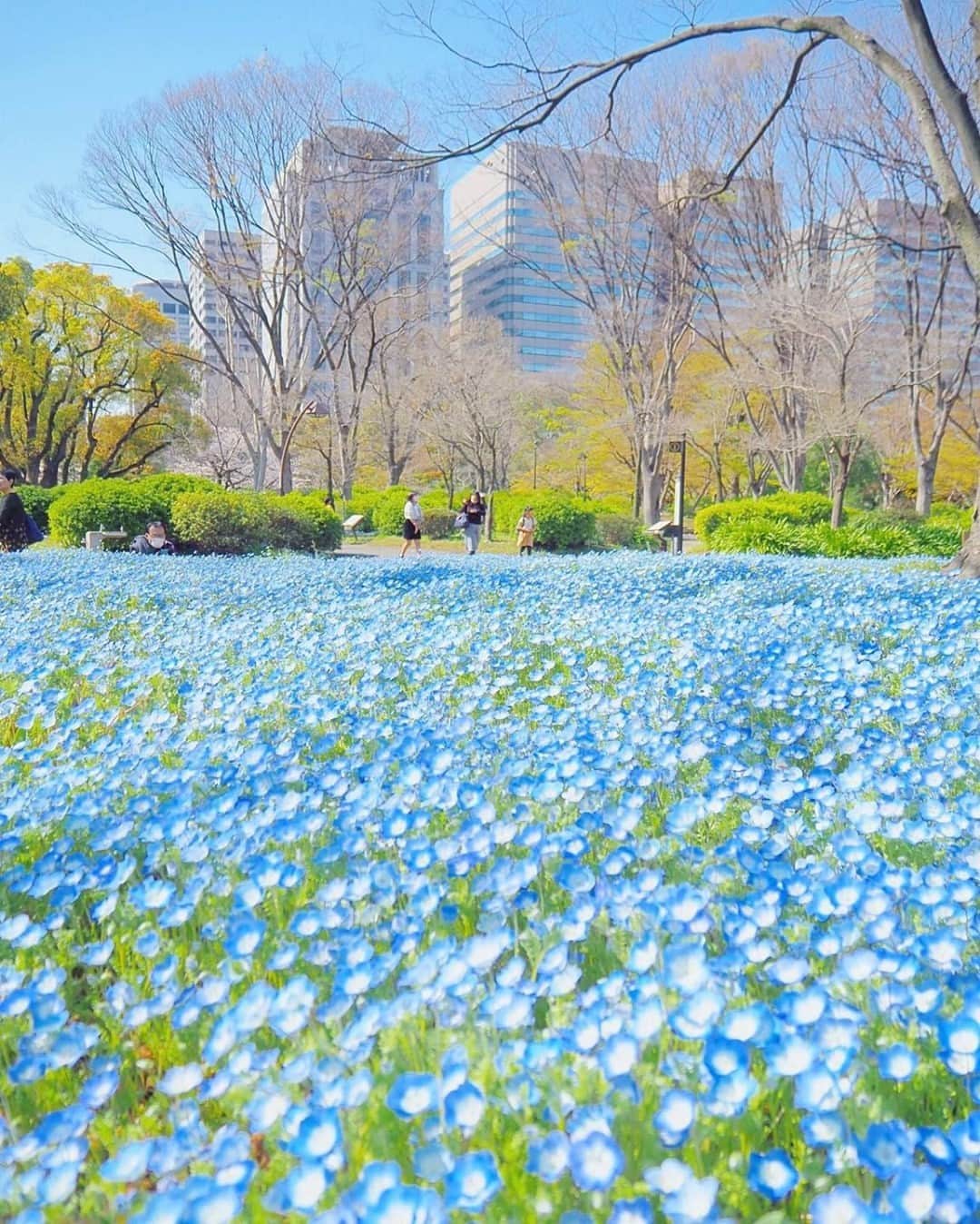 花の写真館のインスタグラム：「Photo by @yumihr.⠀ https://instagram.com/yumihr/⠀ .⠀ Original Post[投稿いただいたURL]⠀ https://www.instagram.com/p/B-ehTU5AEyu/⠀ .⠀ 本アカウントは、 #私の花の写真 をつけてInstagramに投稿された皆さまの花の写真や、「花の写真館」Facebookページで投稿された花の写真を紹介します。⠀ 「花の写真館」Facebookページは、「 @floral.photograph 」のプロフィールにあるURLからご覧ください。⠀ .⠀ ※各自、政府、自治体など公的機関の指示に従った行動をお願いします。⠀⠀ 東京カメラ部および分室では、写真を「見る楽しみ」を提供することを通して、微力ながら皆様にわずかな時間でも癒しをお届けしたいと思っております。⠀ ※本アカウントは東京カメラ部がFacebook、Instagramのサービスを利用して運営しているもので、Facebook社・Instagramとは一切関係ありません。⠀ .⠀ #花の写真館 #floralphotograph #floralphoto #flower #flowers⠀ Follow: @floral.photograph」