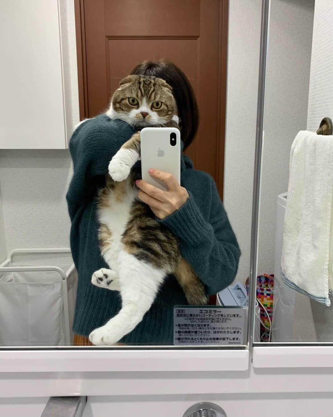 yayoi89さんのインスタグラム写真 - (yayoi89Instagram)「Today is Cat Day in Japan!  2月22日 今日はねこの日！ 小→中→大 🐹🐵🦁  #ねこの日 #猫の日  #weeklyfluff #catsofinstagram #cats #adorable #scottishfold #catoftheday #catday #meowed #9gag #catlife」2月22日 19時30分 - yayoi89