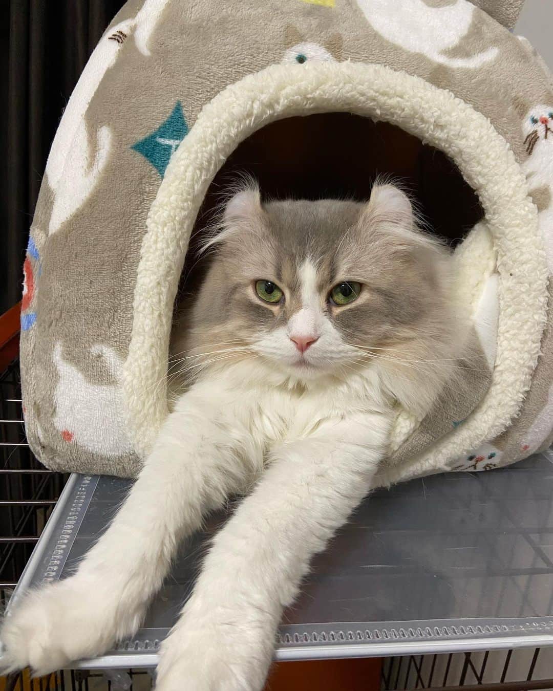 蒼山みことさんのインスタグラム写真 - (蒼山みことInstagram)「猫の日😻  #newpost #photo #photography #猫の日 #にゃんすたぐらむ #にゃんにゃんにゃんの日 #にゃんだふるらいふ #cat #猫 #成猫 #1歳 #アメリカンカール #ペコラ #男の子 #猫のいる暮らし #ペットのいる生活 #猫好きさんと繋がりたい #いいね #いいね返し #いいね返しは絶対 #lfl #l4l #likeforlikes #like4likes #instaphoto #instagood #follow #followｍe」2月22日 19時31分 - mikoto__aoyama0917