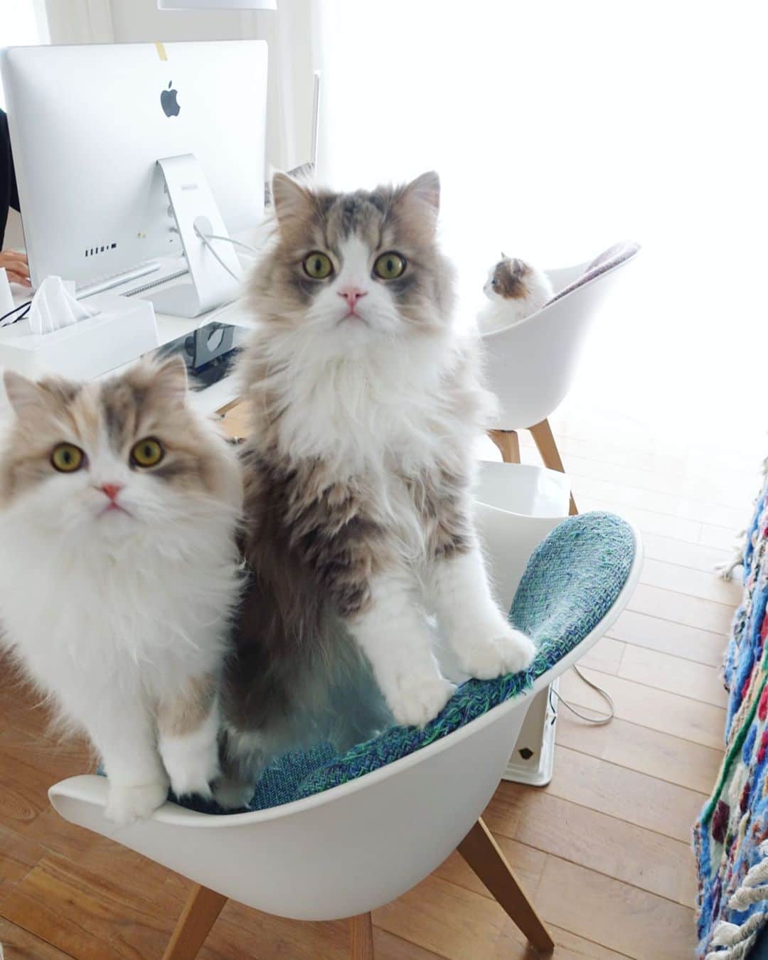 詩丸さんのインスタグラム写真 - (詩丸Instagram)「今日は猫の日🐱✨ いつもたくさんの幸せをありがとう🐾🥰💕 . Happy Cat day✨🐈 . 左から、小町、睦太、お花です🌼 Komachi, Mutta, and Ohana 🌼」2月22日 19時35分 - utamaruru