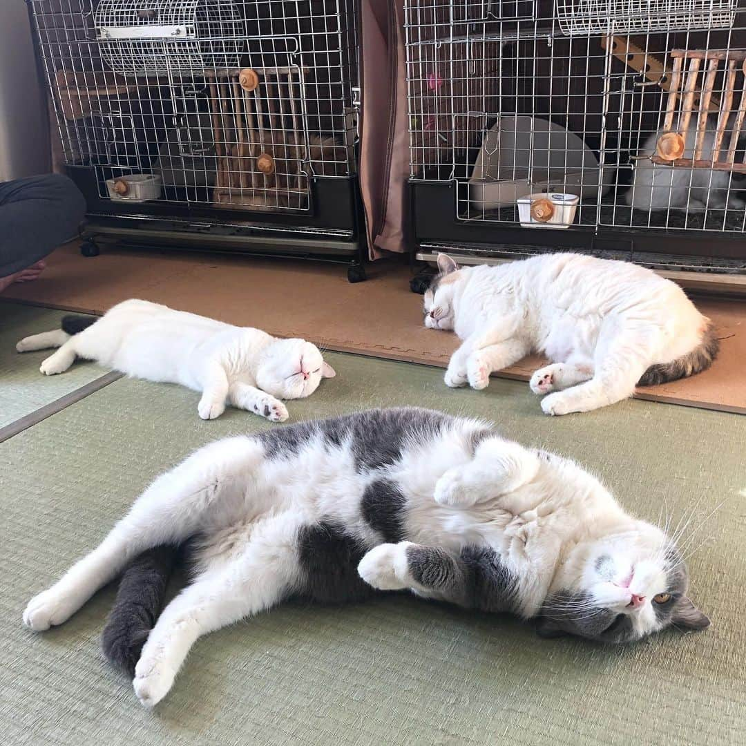 tomokoさんのインスタグラム写真 - (tomokoInstagram)「. うさぎハウスの前に集まりゴロゴロ日向ぼっこする猫たち。 . 猫の日になんとも幸せな光景をありがとう。 . #全員集合 #猫の日 .  #ドラねねカツヲ #ブリティッシュショートヘア #britishshorthair #スコティッシュフォールド #scottishfold #ブリショー #三毛スコ #猫　#ネコ #ペコねこ部 #顎ぶちラ部 #ブリ商会 #猫山商事 #ねこのきもち #instacat #catstagram #ilovemycat #instagramcats #meow #catsofinstagram #ilovecats #catlover #catoftheday #cat #ヅラ猫部」2月22日 19時37分 - dora_me0416