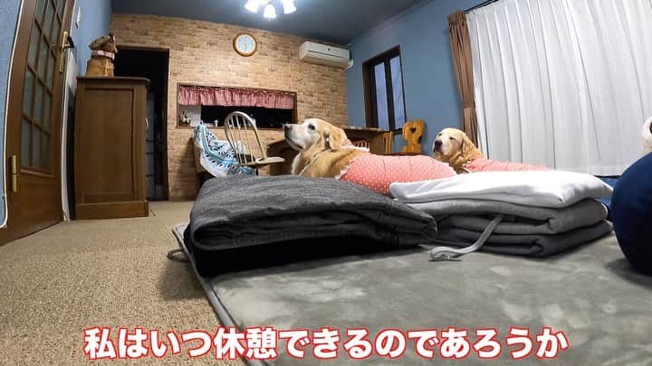 まゆみのインスタグラム：「。 。  There are no breaks in my life.  Aarun is hungry 。 。 『ちょっと待っててね』 みなさんはこのワード何回言って 何回待たせてますか？ 。 オフの日のAPにこのワードが通用しません😂 。 てゆーか あーちゃんにこのワードは通用しない😂 。 もしあーちゃんが物分かりよかったら ぺーもこんなことしないだろうから きっと私はちょっと待っててねを いっぱい言って我慢ばかりさせてたかもしれない 。 なので ワンコのみなさん わがまま言ったもん勝ちだから 言ったほーがいーよー😂😂😂 。 もし私が犬に生まれ変わったら 激しく主張しようと思う😂 。 。 #本日のYouTube 今日のは長いよ #私はゴルの召使い #apppが帰って来たら即交代 #主張が強過ぎるゴールデンレトリバー #こんな子いますか？ #私はこんな子初めてです #それでも私は幸せよ #貴重な時間 。 #髪の毛切る時間をください #1000円カットでいーから😂😂 #乾かさなくていーから😂 。 #ゴールデンレトリバー#goldenretriever#dog#犬#あーるん#golden#retriever#doglover#insta_dog#ぺんぺん子ちゃん#welovegoldens#Instagram#Instagramjapan#Instagramdogs#9gag#dogstagram#dogsofinstagram#dogs#doggy」