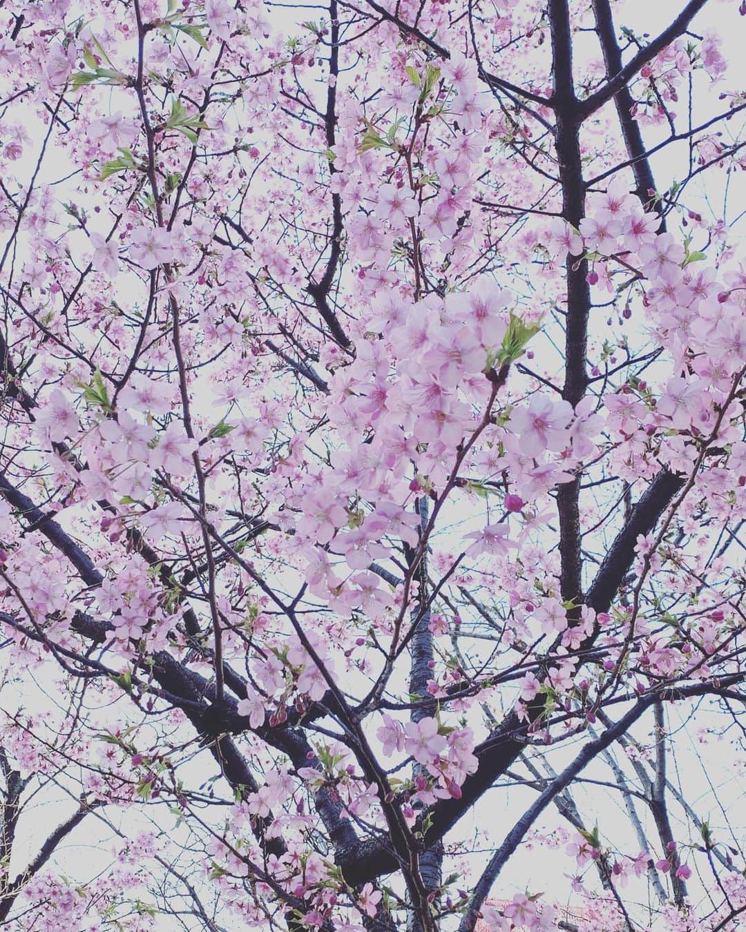 植原みゆきのインスタグラム：「赤坂で満開の桜を発見🌸 河津桜かしら？？ 空の青さと桜の美しいピンクが ちょっとお疲れ気味の気持ちをあげてくれました😊✨ #桜 #河津桜  #赤坂の桜🌸」