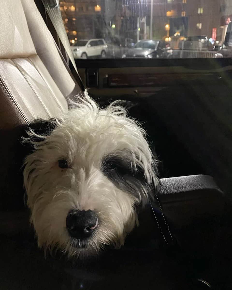 のインスタグラム：「車が苦手です。 #シュヌードル」