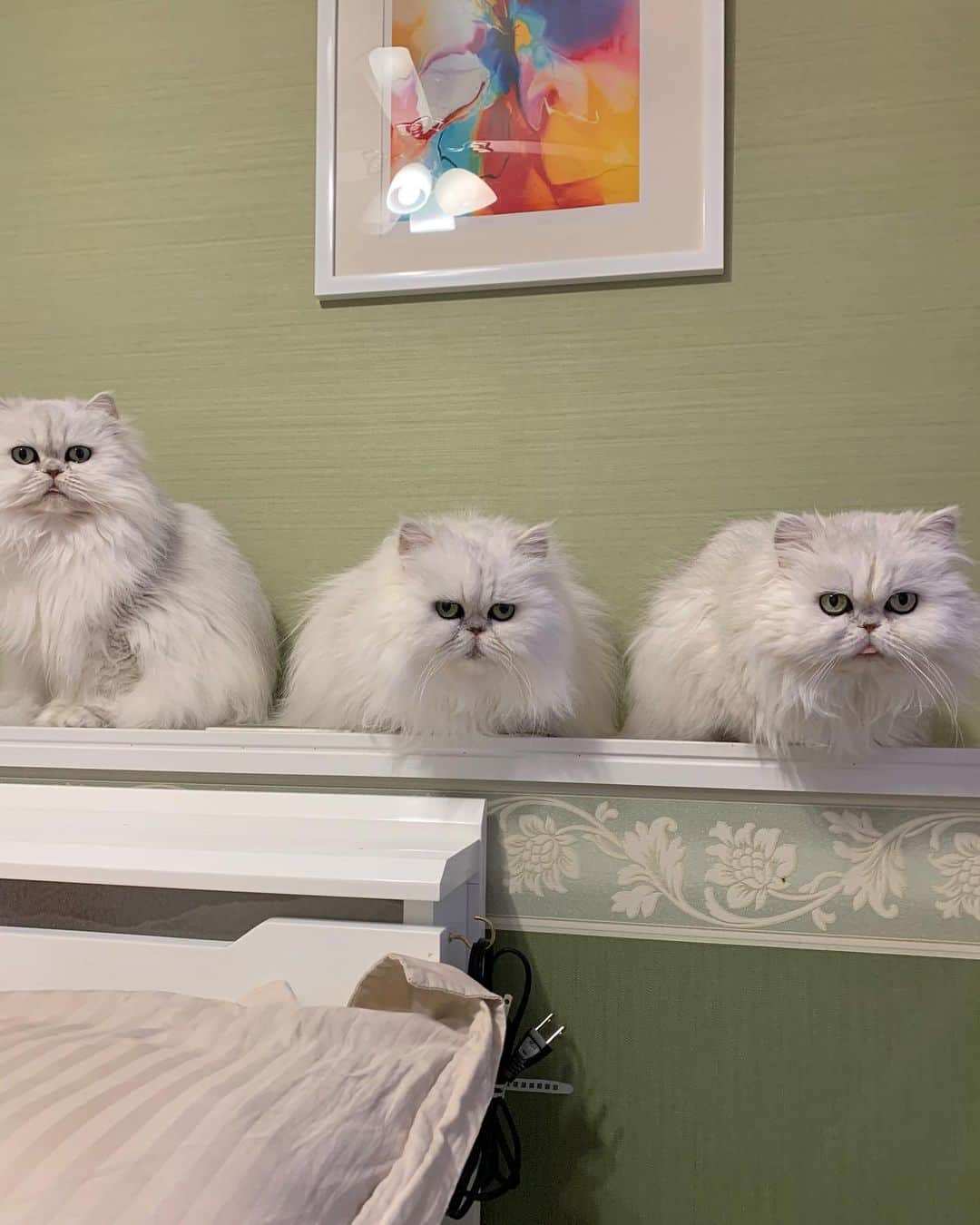 のインスタグラム：「Can you tell which is which 🙈   Left to right —- Yuri , Ai and Yuki ( yuki is the mommy of yuri and ai)  #cat #chinchillasilver #catsofinstagram」