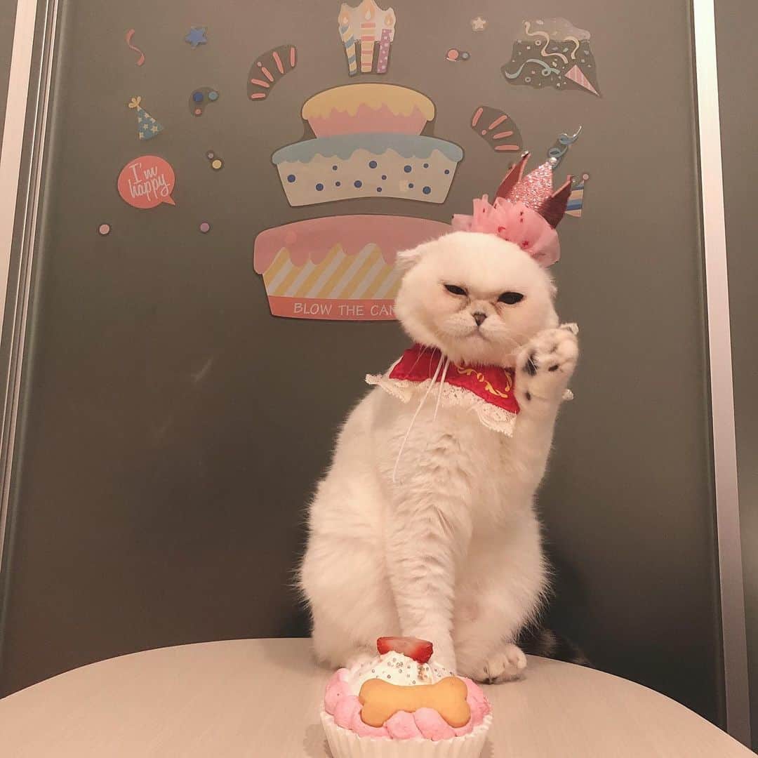 西村彩有里のインスタグラム：「猫の日なのでお気に入りのぽたの写真🐾 今年は2匹に増えて賑やかな西村家よ〜🥰  #猫の日 #かわいい」