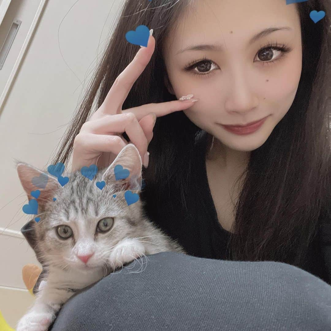 まいちのインスタグラム：「にゃんぱす〜 猫の日2月22日 ･ ･ ･ ･ ･ もぉすぐ3ヶ月になるねฅ•ω•ฅ #マンチカン  #短足マンチカン  #ねこすたぐらむ  #猫好きさんと繋がりたい  #猫  #catstagram  #にゃんすたぐらむ  #にゃんだふるらいふ  #2月22日  #にゃんにゃんの日  #猫の日」