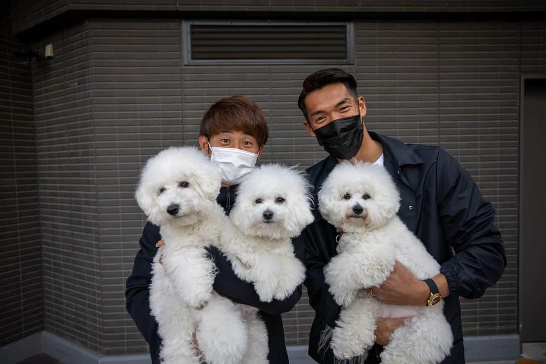 のインスタグラム：「俺たちの愛犬 槙野ぱん　 関根ラテ、レチェ  #ビションフリーゼ  #モコモコ」