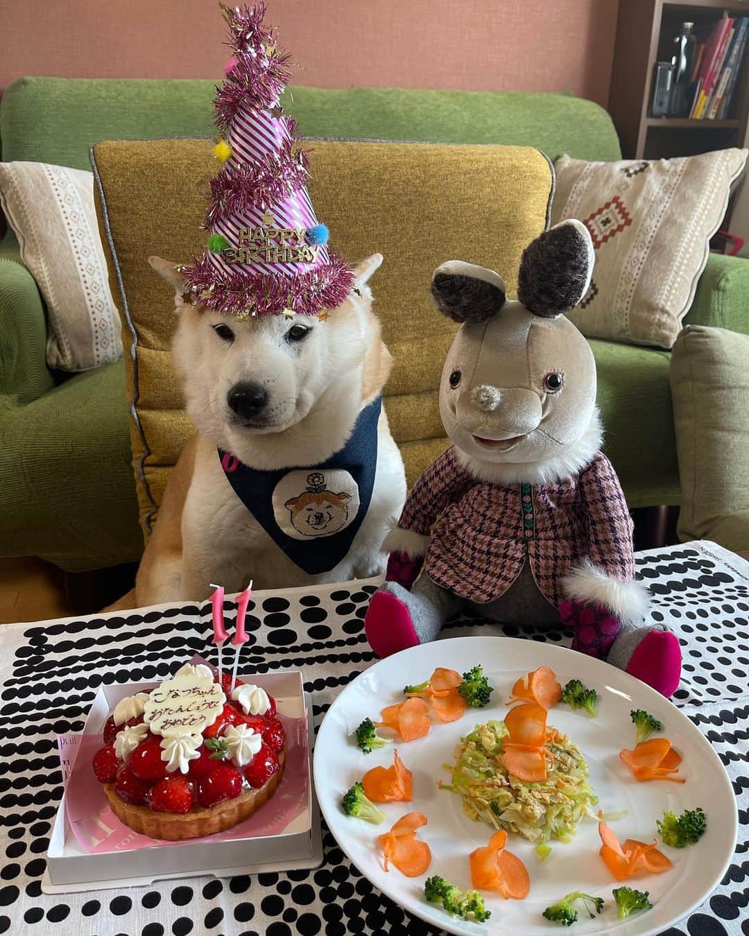 こなつのインスタグラム：「お誕生日会🎂  沢山のお祝いコメント、メッセージをありがとうございます❣️  しっかり読ませていただいています♪  秋田犬ムックちゃんのママさんがケーキを届けてくださいました🎂 ありがとうございました。」