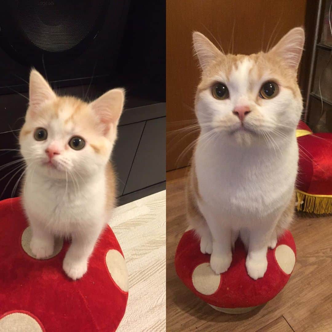 にゃんすくんのインスタグラム：「🍄1歳からさほど変わんないけどね😁  皆さんおめでとうコメント🎉いっぱいありがとうございます😭✨ あっちゅーまに6年たってしまった。。小1から小6か。。。って考えると長いのに早い😭これからも健康に長生きして欲しいです！！  #猫比較 #ちびにゃんす #猫の日」