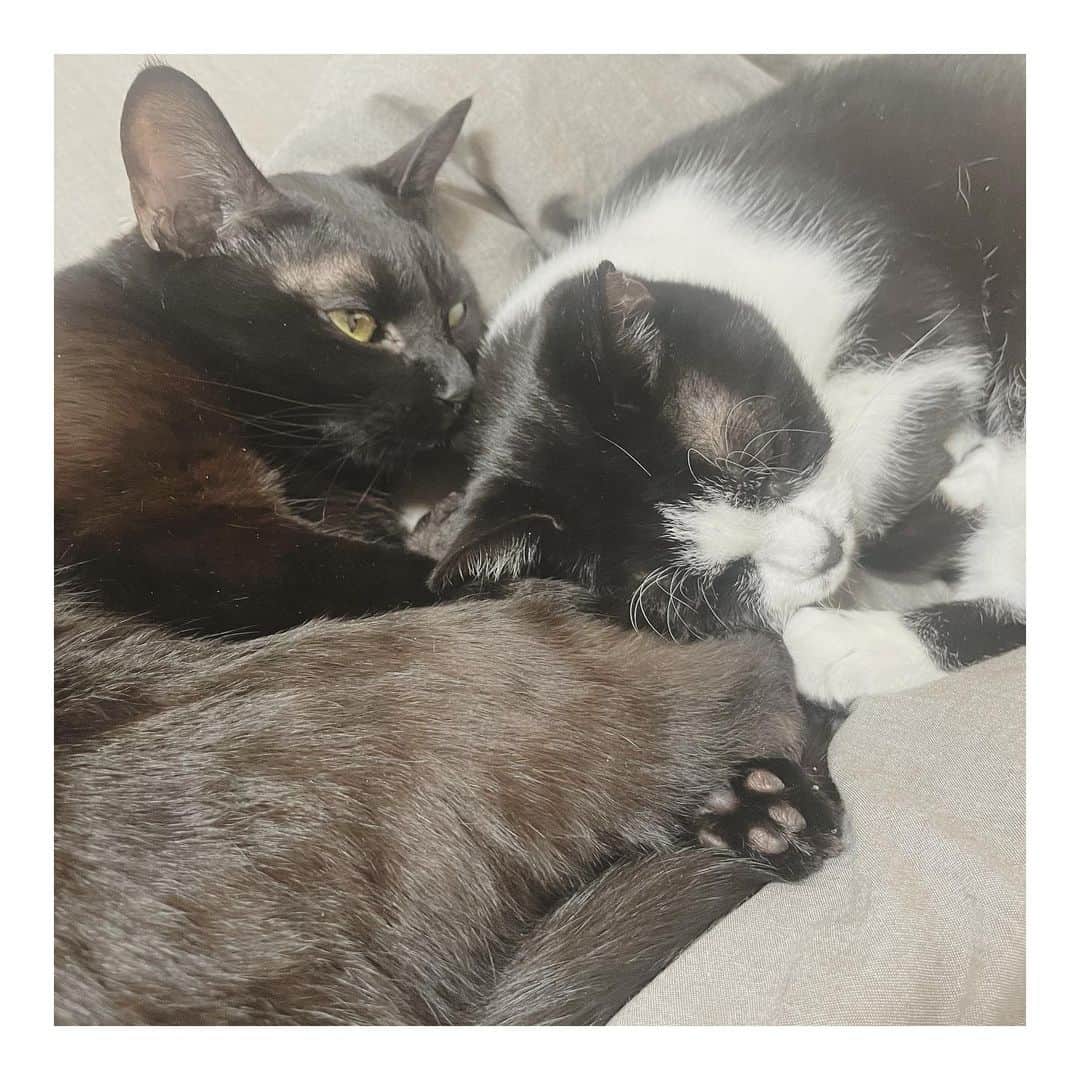 こむぎのインスタグラム：「* 今日2月22日は猫の日！ ということで、我が家の里親募集中の猫たちをご紹介🤗  みんなそれぞれ可愛くって、 可愛くない子なんていないなぁって思います☺️ 成猫は性格も落ち着いているし、本当おすすめ✨ 徐々に心を開いてくれる姿は猫変態心をくすぐります。  最後の動画は名古屋の預かりのゆりあちゃんのところにいるえびくん🍤とくまお🧸 くまおは崩壊現場最後の脱出組でしたが、なんと明日からトライアルスタートです！！ まだ触ったりは出来ないけど、それでもって言ってくれる里親さんが見つかりました😭 食いしん坊さんなので、新しい環境でも心配は少ないです〜🤗 えびくんは引き続き里親様募集中✨  くまおトライアル頑張ってね！ 私はくまお搬送頑張ります💪🚙🐈‍⬛✨  ーーーーーーーーーーーーーーーーーーーーーーーー  里親募集掲載用アカウント→ @comugineko  3匹(かめ、さくら、しし)は関東地方 11匹は東海地方で里親様募集中です(遠方相談🆗) #岐阜多頭崩壊レスキュー #里親募集 #里親募集中 #保護猫 🐈‍⬛ #猫変態さんいらっしゃい #推しの子いたら教えてにゃん  岐阜多頭崩壊レスキュー応援スタンプ本日リリース‼️ プロフィールのURLからお求めいただけます🤗 皆様ご協力ありがとうございます〜🙏🏻✨」