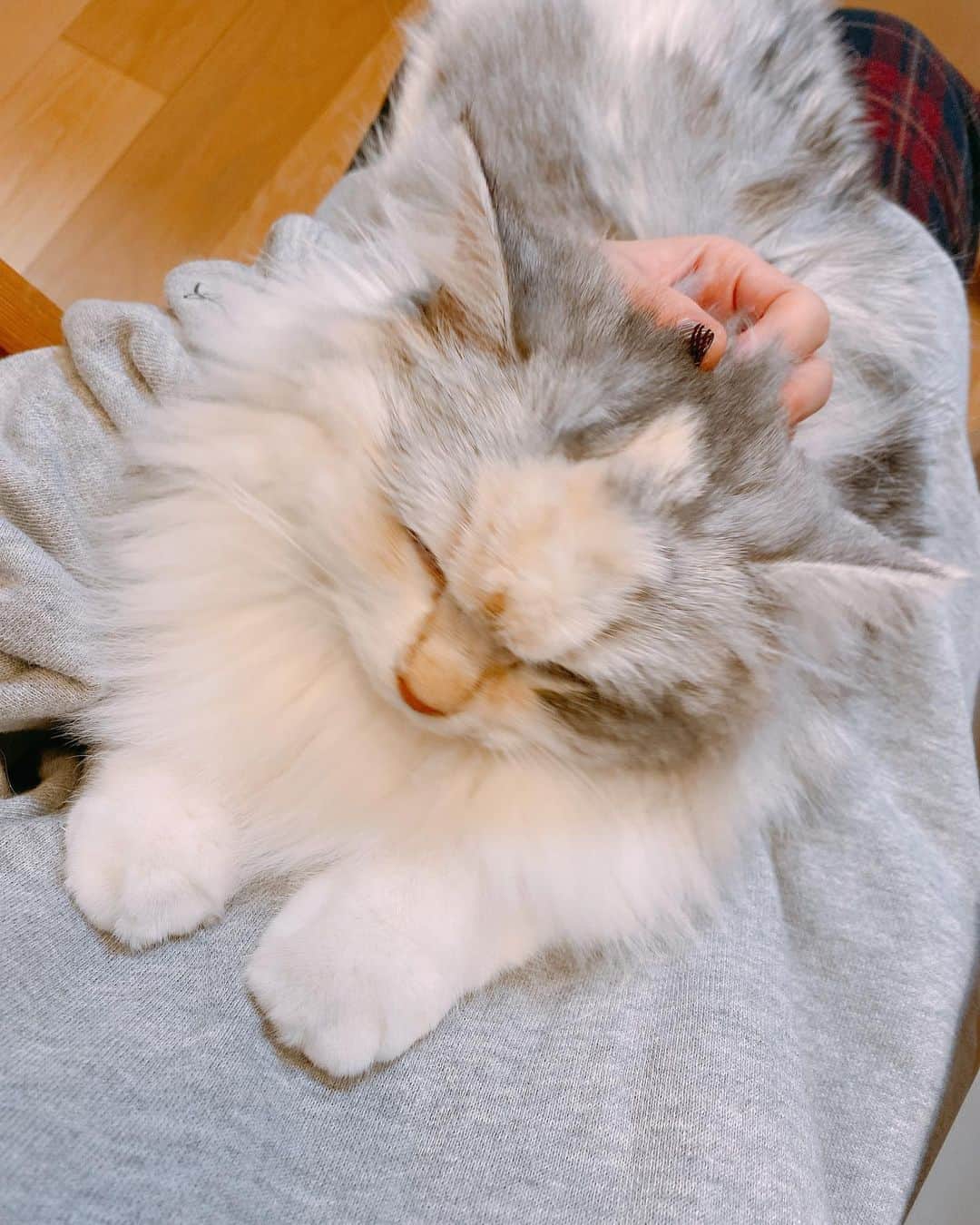 桜咲千依のインスタグラム：「#猫の日 ほたちゃんが膝の上で寝てくれた☺ うにたんなんかしゃくれてるみたいw あしゃりさんこのブランケットお気に入り😍」