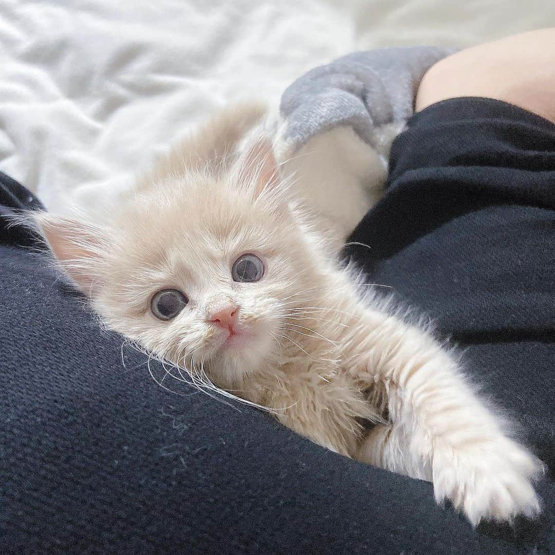 sarimaru(国木田さりまる)のインスタグラム：「ねこの日🐈🍼 写真フォルダこの子ばっかりになってきてる🤣 自分のSNS更新頻度下がってしまう、、」