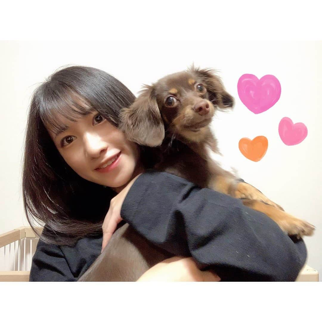 加藤一華さんのインスタグラム写真 - (加藤一華Instagram)「. 今日は猫の日だけど・・・  🎉愛犬【ぷんた】の誕生日🎉  元気に１歳迎えられました🌸 生まれてくれてありがとう〜！！ そして、おめでとう🐶㊗️  いつもの凛々しい顔も好きだけど たまにおじいちゃんみたいな顔するの めちゃくちゃ面白いから続けてね👴  #誕生日 #happybirthday #🎂  なんかさこの写真、 結婚しました！みたいな写真だよね☺️笑 しません☺️笑笑  #🐶 #🐕 #ぷんた #チョコタンチワックス #チワックス #チョコタン #犬のいる暮らし #ワンコのいる生活 #ミックス犬 #犬のいる生活 #いぬすたぐらむ #わんすたぐらむ #癒し #dog #犬」2月22日 20時12分 - ichika_kato