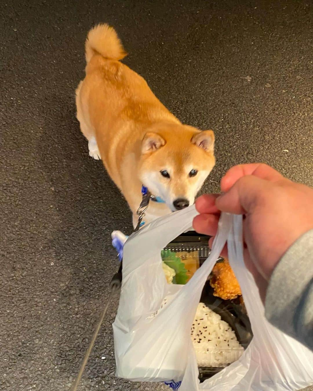 まる（まるたろう）さんのインスタグラム写真 - (まる（まるたろう）Instagram)「I'll go shopping on my way home from walk. ✨🐶☺️✨今日はから揚げ弁当買って帰ろ〜っと #パパPayPay的なやつ用意しておいて #それで買えるよね #知ってるんだからね #ママ喜ぶかな」2月22日 20時12分 - marutaro