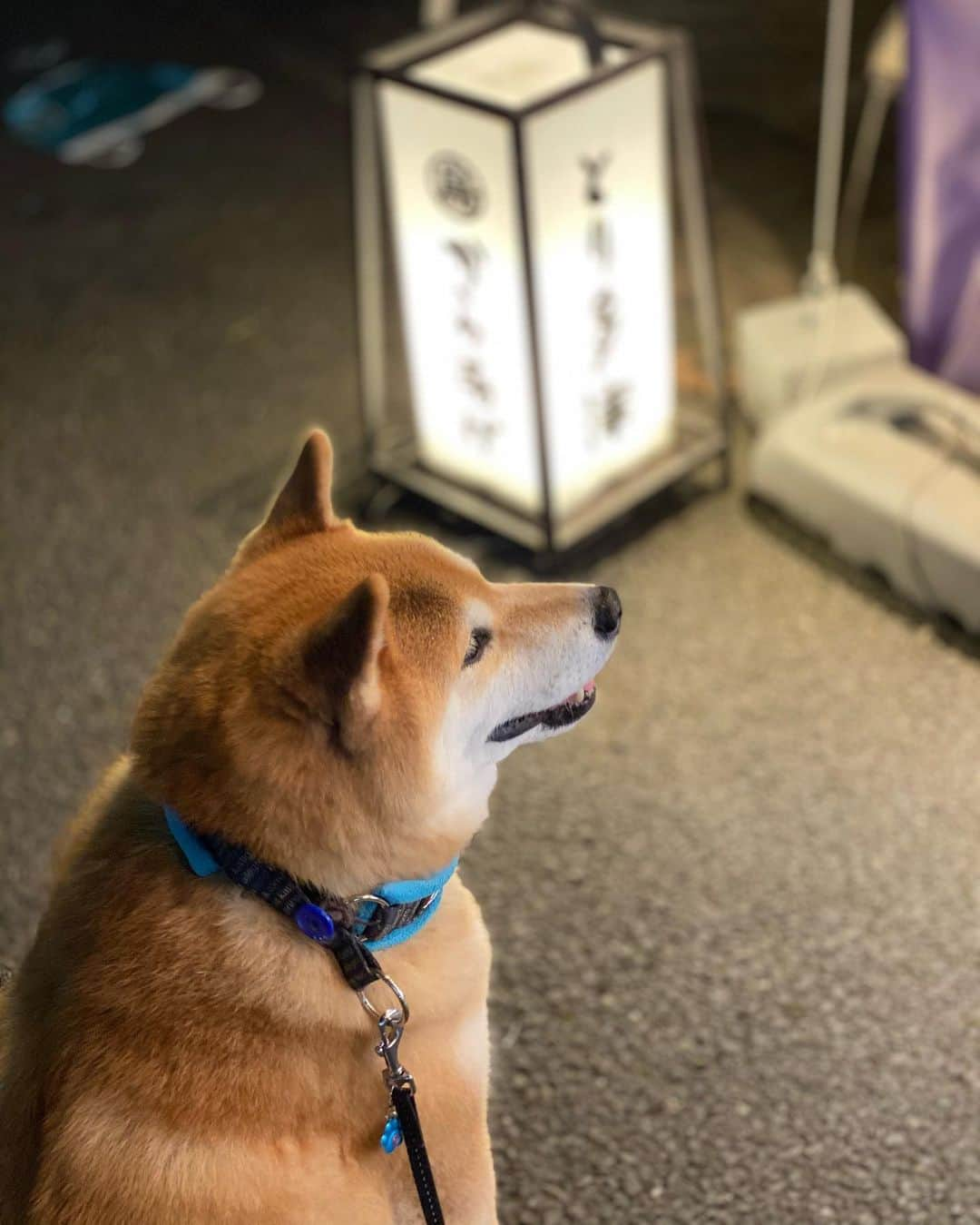 まる（まるたろう）さんのインスタグラム写真 - (まる（まるたろう）Instagram)「I'll go shopping on my way home from walk. ✨🐶☺️✨今日はから揚げ弁当買って帰ろ〜っと #パパPayPay的なやつ用意しておいて #それで買えるよね #知ってるんだからね #ママ喜ぶかな」2月22日 20時12分 - marutaro