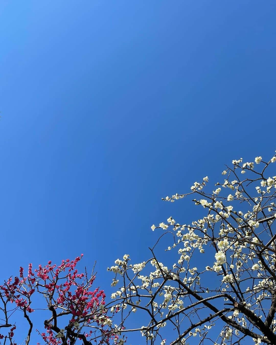 AYUMIさんのインスタグラム写真 - (AYUMIInstagram)「春の空気を感じます🌸 鳩森八幡神社に立ち寄ると紅白の梅 河津桜が満開できれいでした☺️ 富士塚があり、山頂まで登ると 清々しく、気持ちも晴れ晴れ🌈  2年ほど前にアレルギーテストをした時はオール0で アレルギー無し。たまにクシャミや目の腫れがある ので本当かな？とすごしていたので久しぶりに 血液検査をしてみるとやっぱりオール0。 どうやら本当に大丈夫のようで一安心 忘れないようにしなきゃ  春の空気、香りを、窓をあけたり お散歩しながら、暮らしの中で 楽しみたい🍀  #富士塚登山 #自分メモ #今日という日にも感謝して」2月22日 20時22分 - ayumiayunco