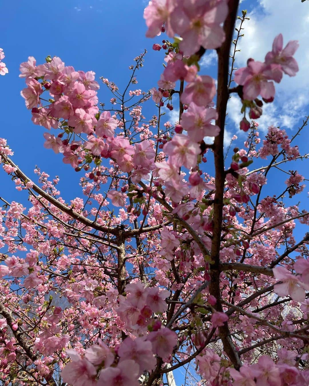 AYUMIさんのインスタグラム写真 - (AYUMIInstagram)「春の空気を感じます🌸 鳩森八幡神社に立ち寄ると紅白の梅 河津桜が満開できれいでした☺️ 富士塚があり、山頂まで登ると 清々しく、気持ちも晴れ晴れ🌈  2年ほど前にアレルギーテストをした時はオール0で アレルギー無し。たまにクシャミや目の腫れがある ので本当かな？とすごしていたので久しぶりに 血液検査をしてみるとやっぱりオール0。 どうやら本当に大丈夫のようで一安心 忘れないようにしなきゃ  春の空気、香りを、窓をあけたり お散歩しながら、暮らしの中で 楽しみたい🍀  #富士塚登山 #自分メモ #今日という日にも感謝して」2月22日 20時22分 - ayumiayunco