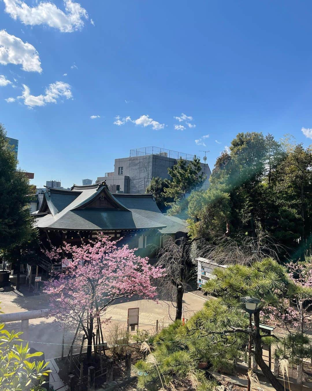 AYUMIさんのインスタグラム写真 - (AYUMIInstagram)「春の空気を感じます🌸 鳩森八幡神社に立ち寄ると紅白の梅 河津桜が満開できれいでした☺️ 富士塚があり、山頂まで登ると 清々しく、気持ちも晴れ晴れ🌈  2年ほど前にアレルギーテストをした時はオール0で アレルギー無し。たまにクシャミや目の腫れがある ので本当かな？とすごしていたので久しぶりに 血液検査をしてみるとやっぱりオール0。 どうやら本当に大丈夫のようで一安心 忘れないようにしなきゃ  春の空気、香りを、窓をあけたり お散歩しながら、暮らしの中で 楽しみたい🍀  #富士塚登山 #自分メモ #今日という日にも感謝して」2月22日 20時22分 - ayumiayunco