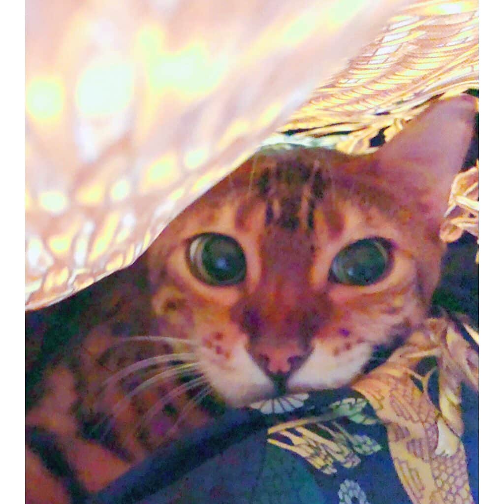 叶姉妹さんのインスタグラム写真 - (叶姉妹Instagram)「⚜️猫の日⚜️特集🌹✨ファビュラス君💖の基地は…、💋✨✨   私達の愛する大切な皆さん、ごきげんいかがでしょうか🥰💖 さて、 😽ネコちゃんの日 今年も 今日は2/22= #猫の日 ということですので、 ファビュラスな姉が溺愛するベンガルキャットのファビュラス君の お気に入り基地！の一つは… なんと、私のバッグの中😅💦 で、爆睡中のファビュラス君と私達の愛あふれる日々のプレシャスなお時間ですよ。 お写真は以前に撮ったものが多いのは ファビュラス君は あまりお写真を撮られるのが好きではなく…。 ちなみに、 一枚目のお写真は、 ファビュラス君が、 ファビュラスな姉に 急に飛びかかろうとして いるところですよ。 ファビュラスな姉を 自分よりちょっと大きなネコか獲物だと思っているようで、時々マウンテングのように姉に偉そうな態度をしておりますよ。そんなふうにされていても、 ファビュラスな姉は、 “あっ、イタイ…ィ…けれど…、ネコちゃんのネイチャーですものね。 大丈夫よ。ちょっと… イタイくらいはイイのよ、ねっ、美香さん💋✨” と、本当に、アマアマですよ。😉💖  💎「世の中が見えない危険にさらされて 急速に変化する不安定な今、 わたくし達の愛する大切な皆さんが どうか 心身ともに健やかに幸せに 過ごされますように 心より願っておりますよ。🌹✨」  #ベンガルキャット  #angel #amazing #88 #peace #peaceful #heavenly #ファビュラス #DIO #究極生命体 #猫 #ネコ #猫の日 #ネコの日 #precious #gorgeous #jojo #バーキン#kanosisters #heaven #fabulous #叶姉妹 #女神 #天使  #至福 #愛 #幸せ #喜び #宇宙 #愛するあなたへ」2月22日 20時24分 - kano_sisters007