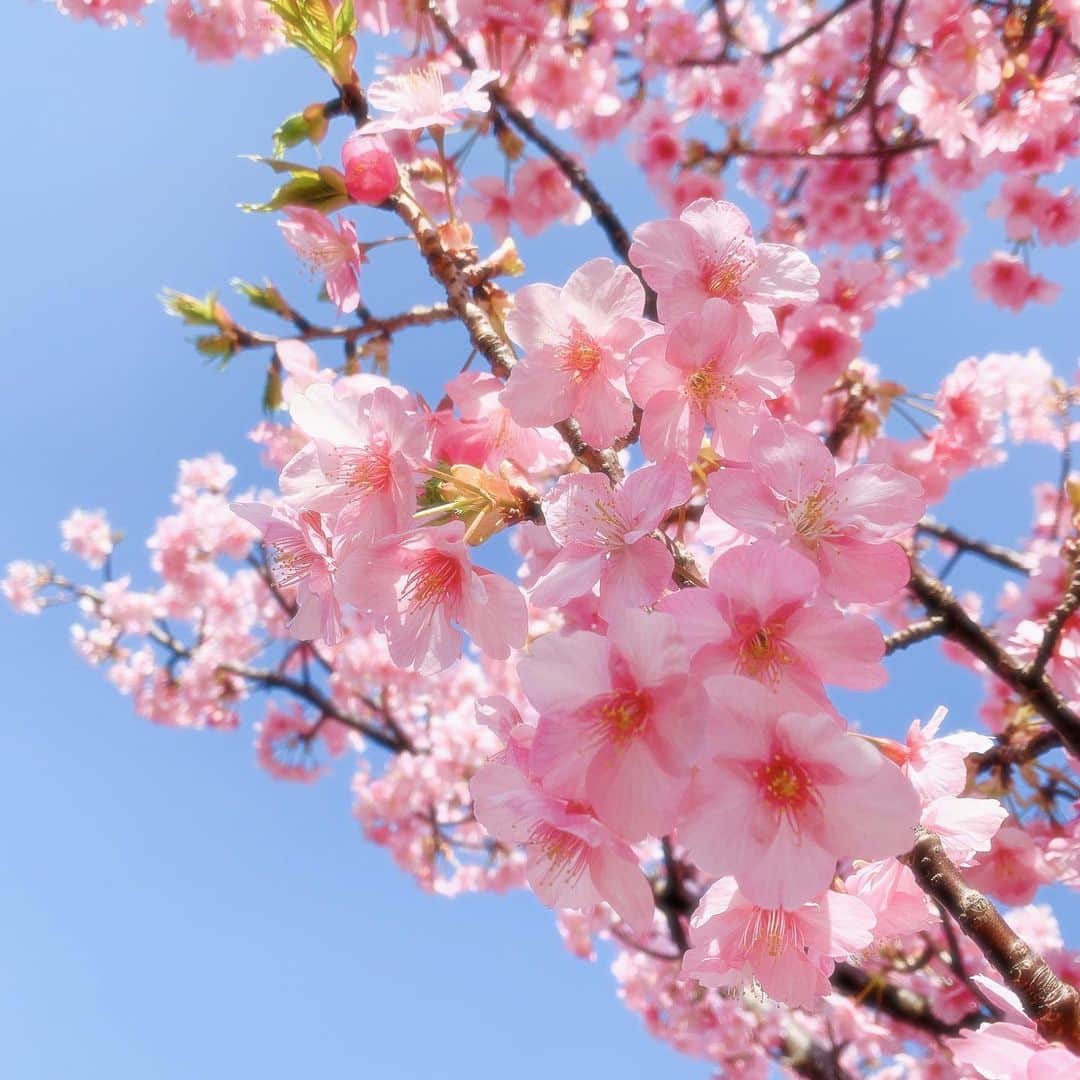 Sayakaのインスタグラム：「* Spring is just around the corner🌸🐝💕 . .  #flower #flowers #flowerstagram #springhascome #cherryblossom #sakura #pink #japan  #さくら #桜 #サクラ #河津桜 #🌸」