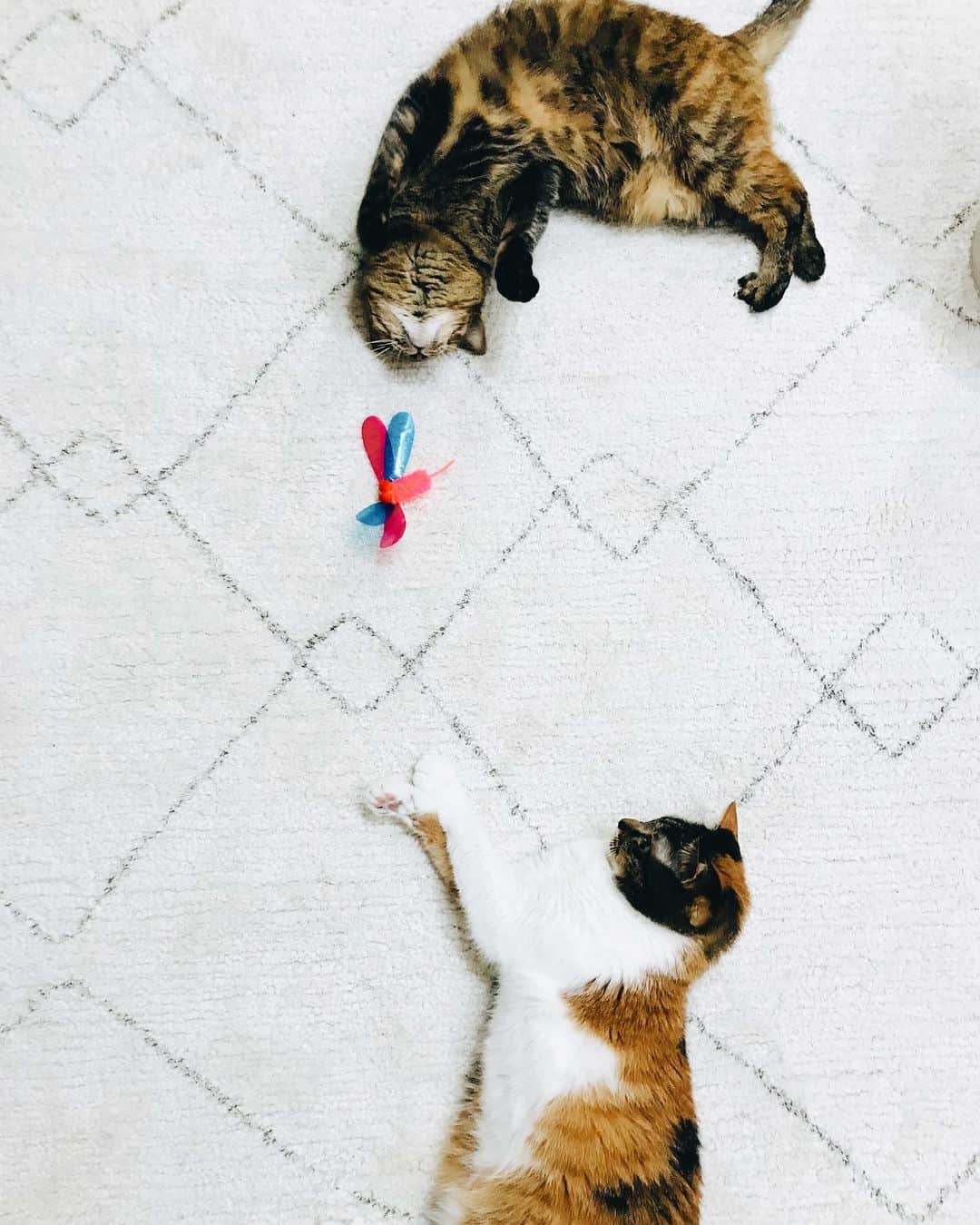 布川愛子のインスタグラム：「猫の日ですって🐈🐈寝顔みたり、抱っこしたり、オデコくっつけたり、一緒に暮らせてわたしは毎日本当に嬉しい😆😆😆」