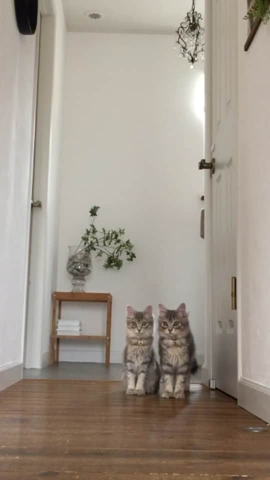 nocoaのインスタグラム：「． 2月22日🐾🐾🐾 #猫の日  世界中の猫さんたちが幸せでありますように。  ． まだ半年くらい？のロイサラ。 細いし小さいなぁ☺️ ． #worldcatday  #ロイサラ成長記録  #nocoa動画#catvideo#猫動画 #グレー猫#猫#ねこ#ねこ部#cat#にゃんすたぐらむ#catsofinstagram#DailyFluff#WeeklyFluff#ペコねこ部#猫のいる暮らし#9gag#meowed#サンデイ#猫とインテリア#9gagcute」