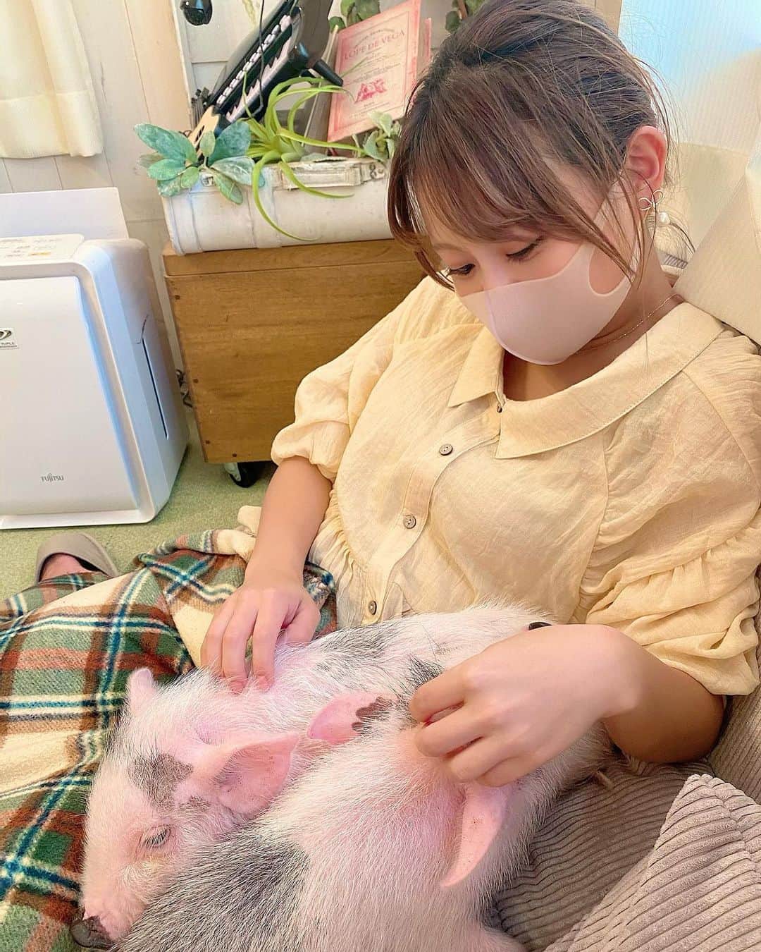 亜矢みつき（神谷充希）さんのインスタグラム写真 - (亜矢みつき（神谷充希）Instagram)「仲間(ブタ)に会ってきた🐷✨ きゅるるん💓 #mipig #mipigcafe #マイクロブタ #豚 #サムギョプサル食べたい」2月22日 20時32分 - ma.yamitsuki
