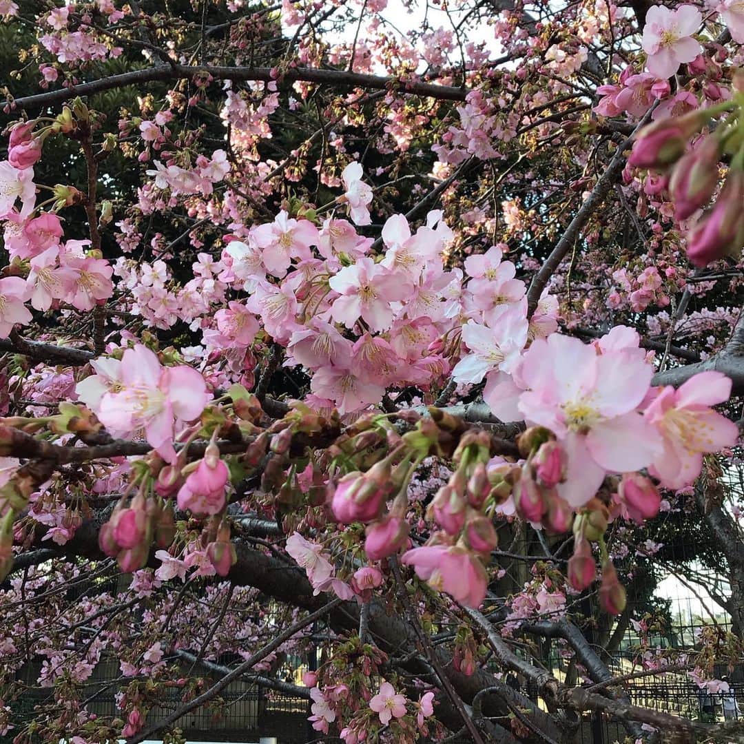 中嶋優一のインスタグラム：「#早くも桜が開花？ #駒沢公園」