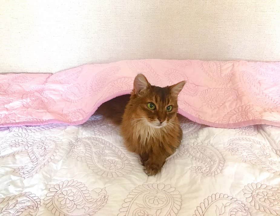 愛可さんのインスタグラム写真 - (愛可Instagram)「・ 今日は猫の日だったらしいので、 先日プレゼントしていただいた、DHCの猫さんサプリとオヤツをあげたら大喜び❣️ 化学調味料、着色料、香料、保存料などが無添加なのも安心。 ・ ・ 15歳になる我が家の姫、リンダ様  マヌカハニーや乳酸菌が入ったふりかけタイプのサプリで、少しでも元気に長生きしてくれますように✨  #dhc猫用サプリ  #猫の日　@dhc_pet_official  @dhc_official_jp  #lindacatjp  #負けないキャット　#dhcねこ部」2月22日 20時38分 - aikick